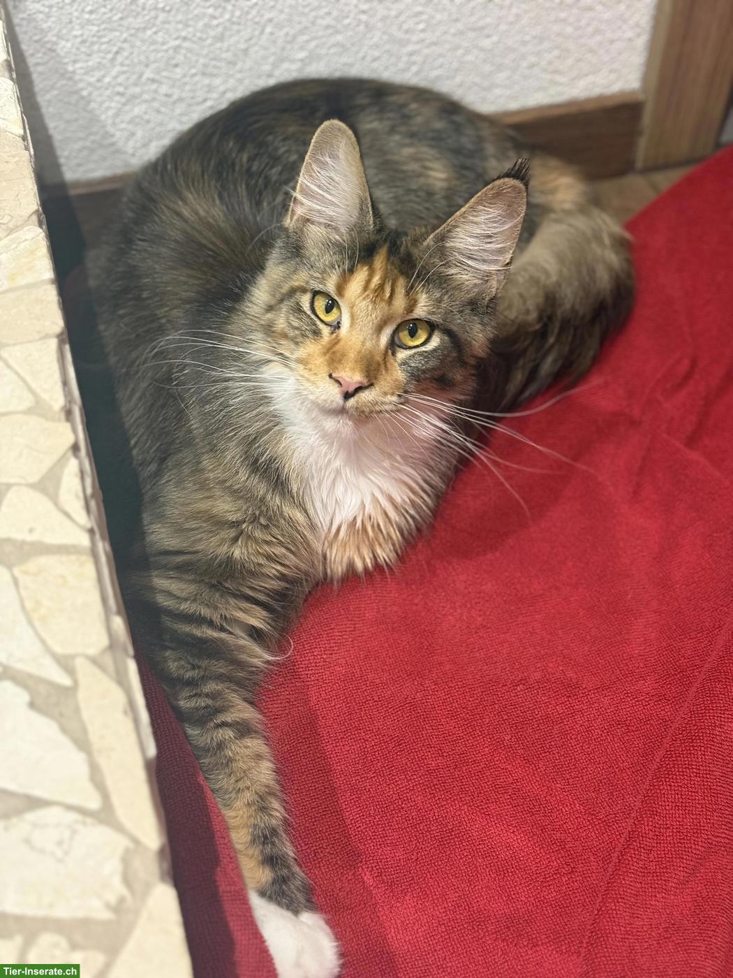 Reinrassige Maine Coon Katze mit Stammbaum