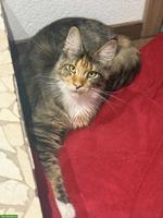Reinrassige Maine Coon Katze mit Stammbaum