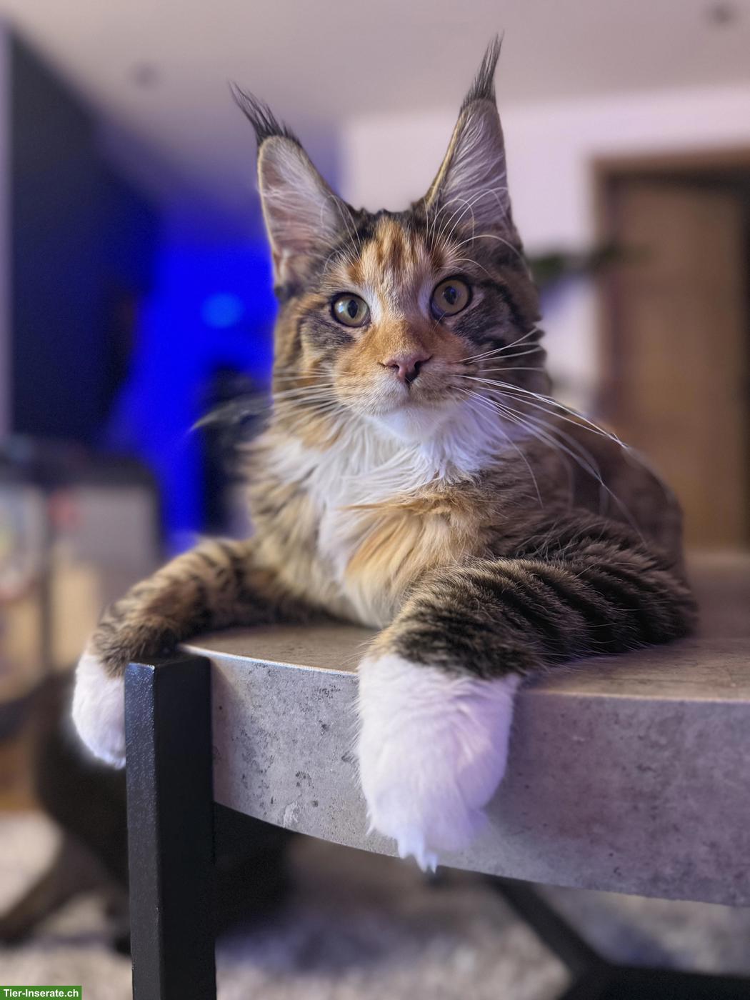 Bild 2: Reinrassige Maine Coon Katze mit Stammbaum