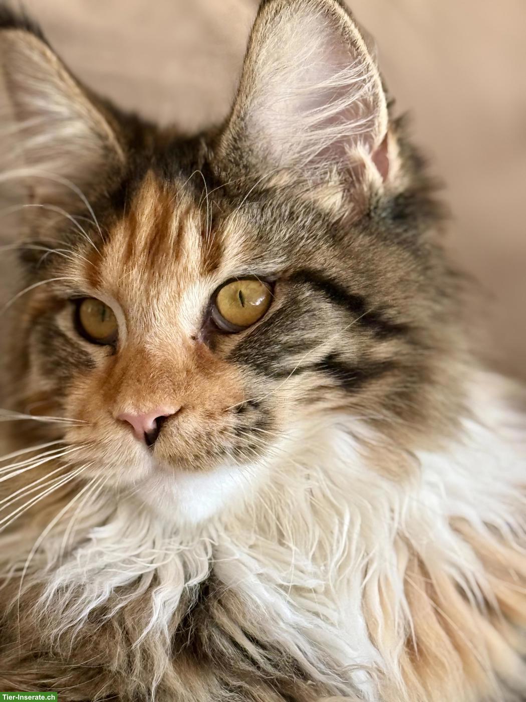 Bild 3: Reinrassige Maine Coon Katze mit Stammbaum