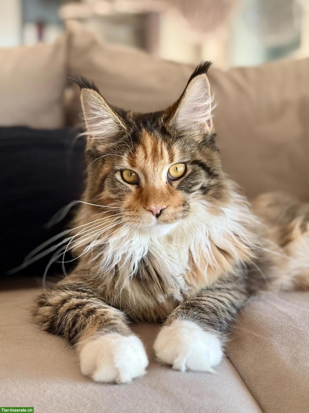 Bild 4: Reinrassige Maine Coon Katze mit Stammbaum