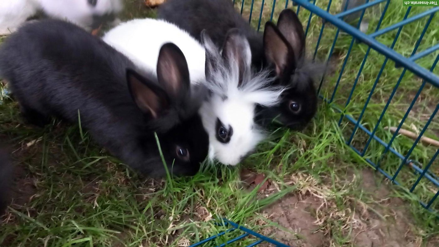 Junge Kaninchen, Schweizer Schecke x Löwenkopf Zwergkaninchen