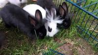 Junge Kaninchen, Schweizer Schecke x Löwenkopf Zwergkaninchen