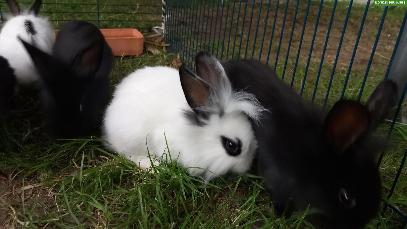 Bild 2: Junge Kaninchen, Schweizer Schecke x Löwenkopf Zwergkaninchen
