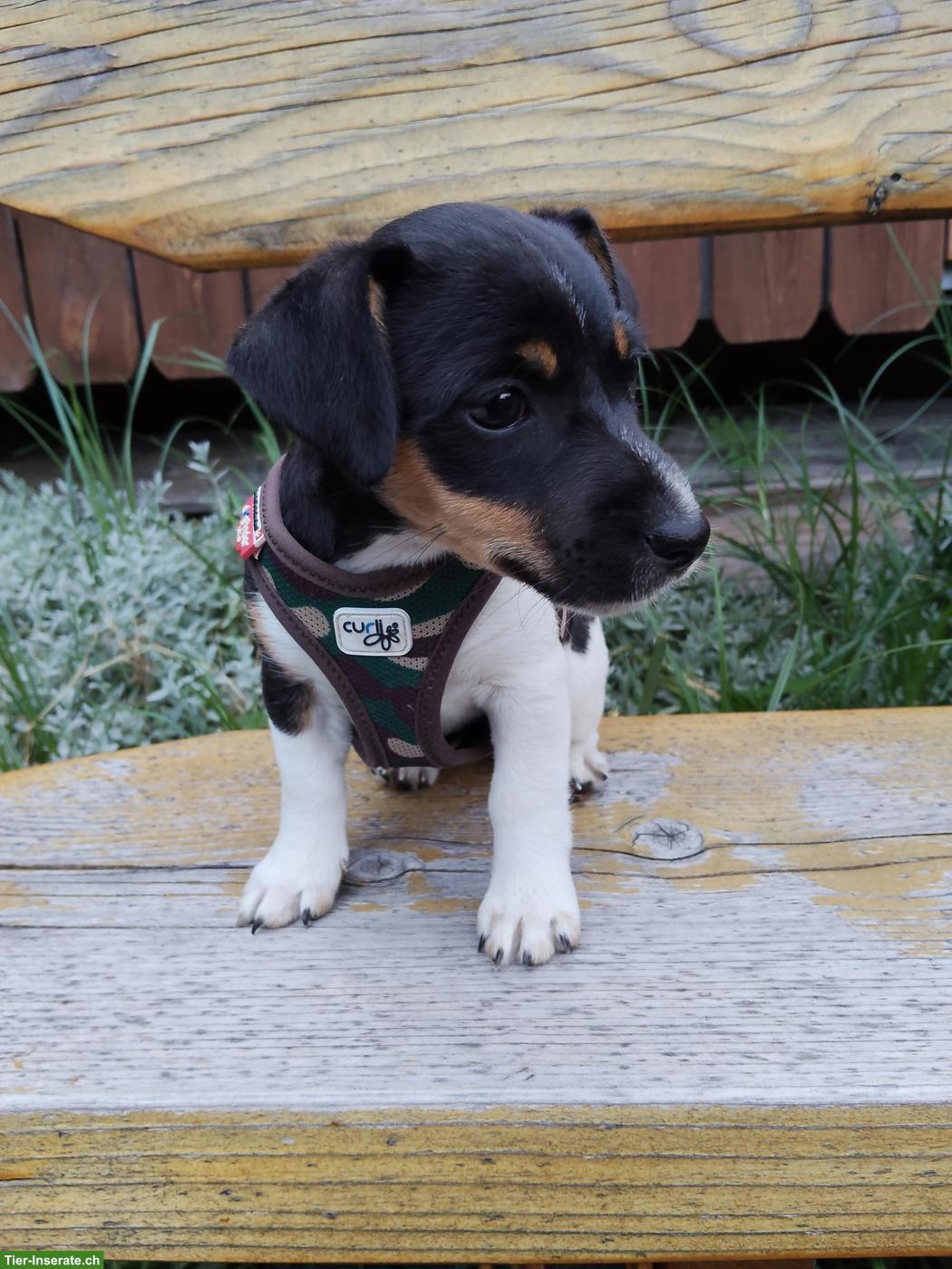 Jack Russell Terrier Welpe, Weibchen