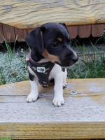 Jack Russell Terrier Welpe, Weibchen