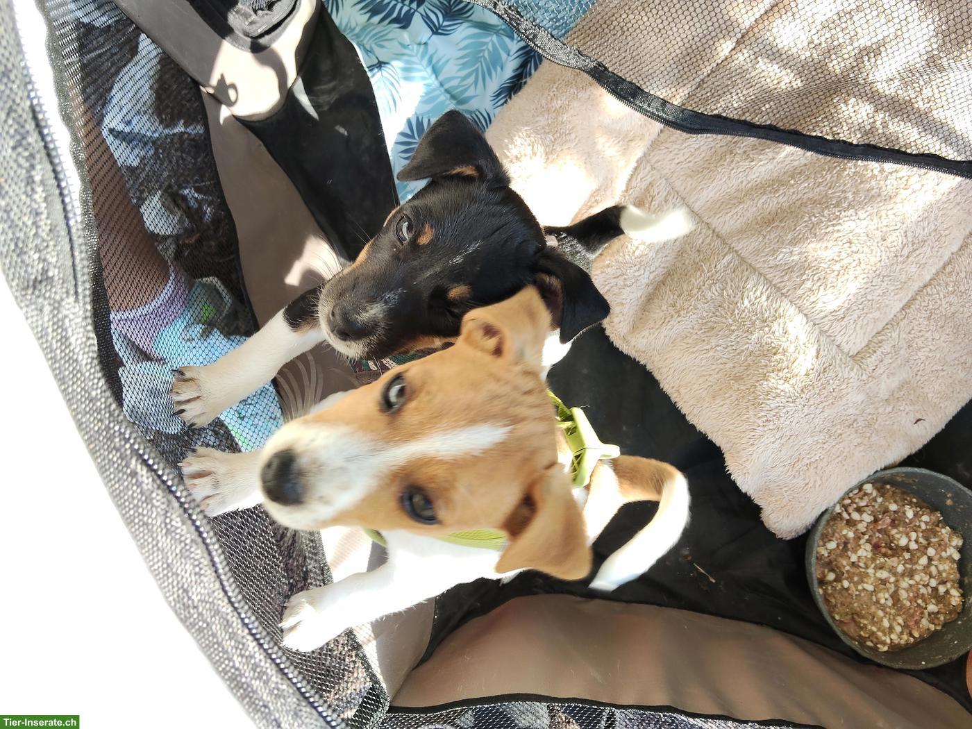 Bild 2: Jack Russell Terrier Welpe, Weibchen