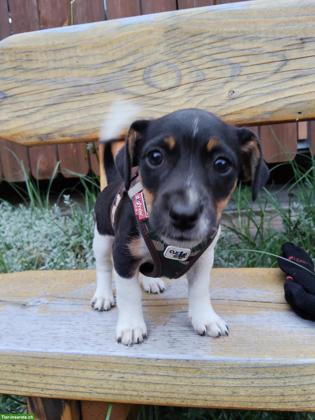 Bild 3: Jack Russell Terrier Welpe, Weibchen