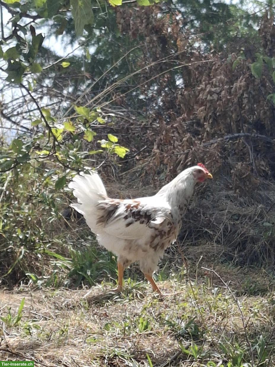 Bild 3: GRATIS: Schwedische Blumenhähne