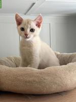Verschmuster Creme BKH Kitten Katerli sucht sein 5 sterne Zuhause