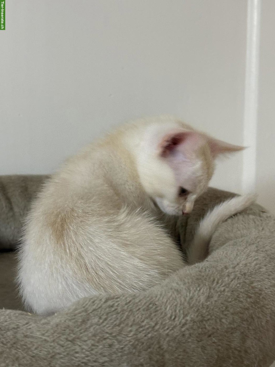 Bild 2: Verschmuster Creme BKH Kitten Katerli sucht sein 5 sterne Zuhause