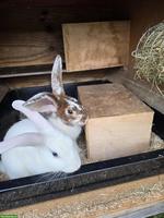 Kaninchen Weibchen Dora & Hanni suchen ihr Für-immer-Zuhause