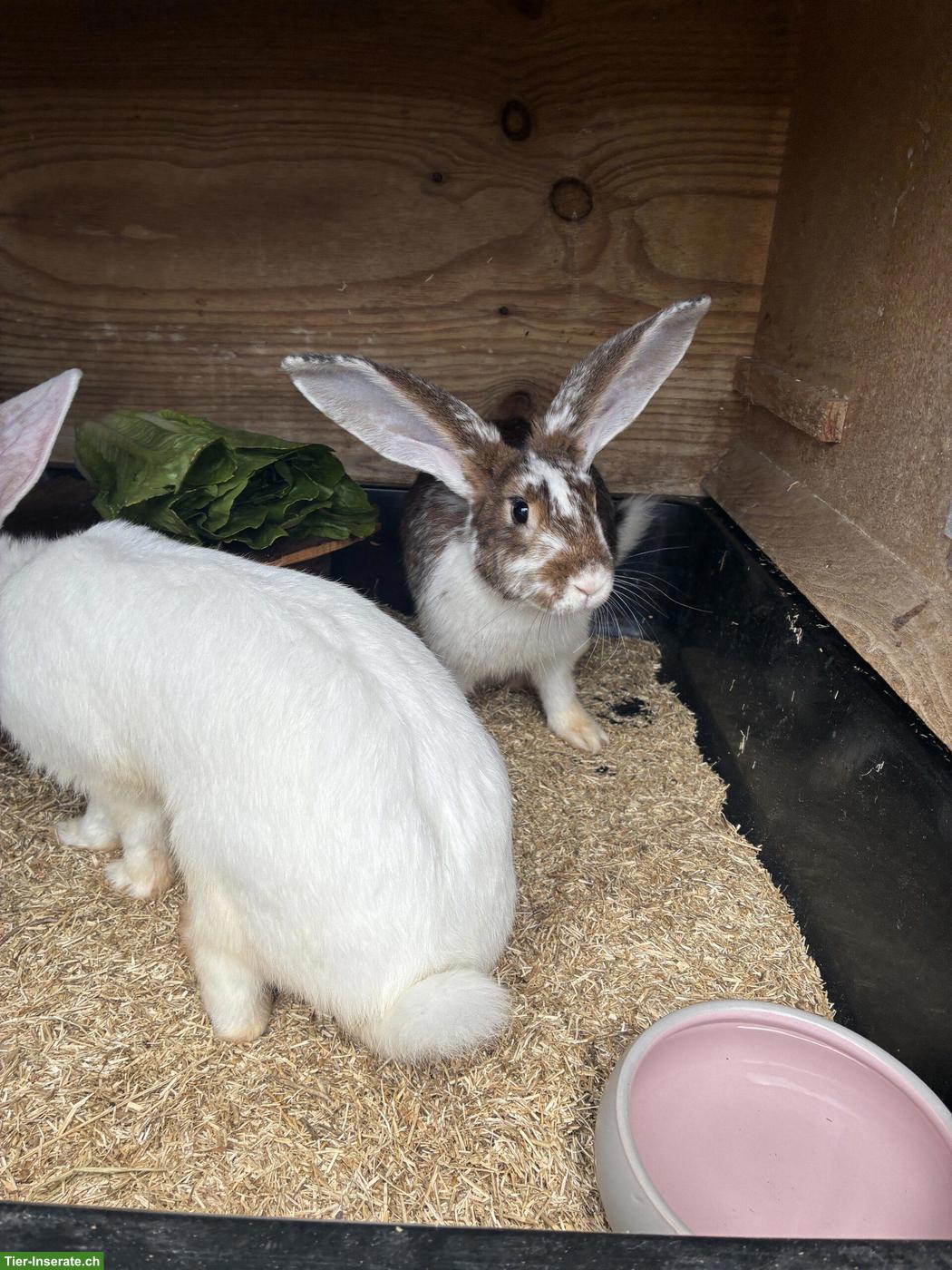 Bild 2: Kaninchen Weibchen Dora & Hanni suchen ihr Für-immer-Zuhause