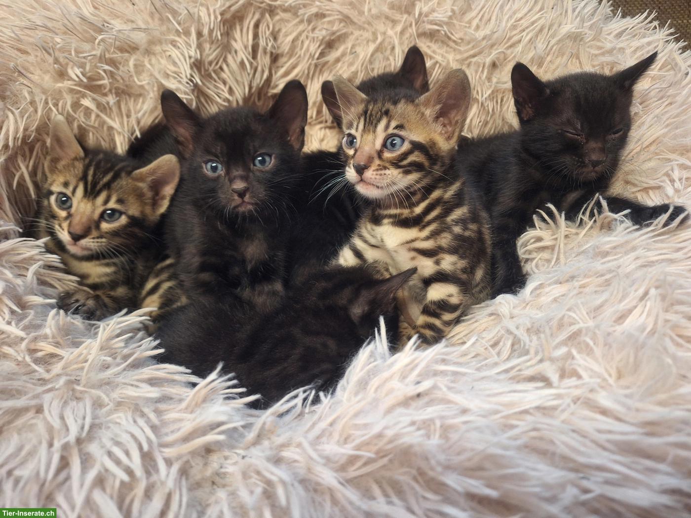 Atemberaubende Bengal Kitten brown & melanistic aus seriöser Zucht