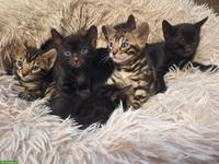 Atemberaubende Bengal Kitten brown & melanistic aus seriöser Zucht