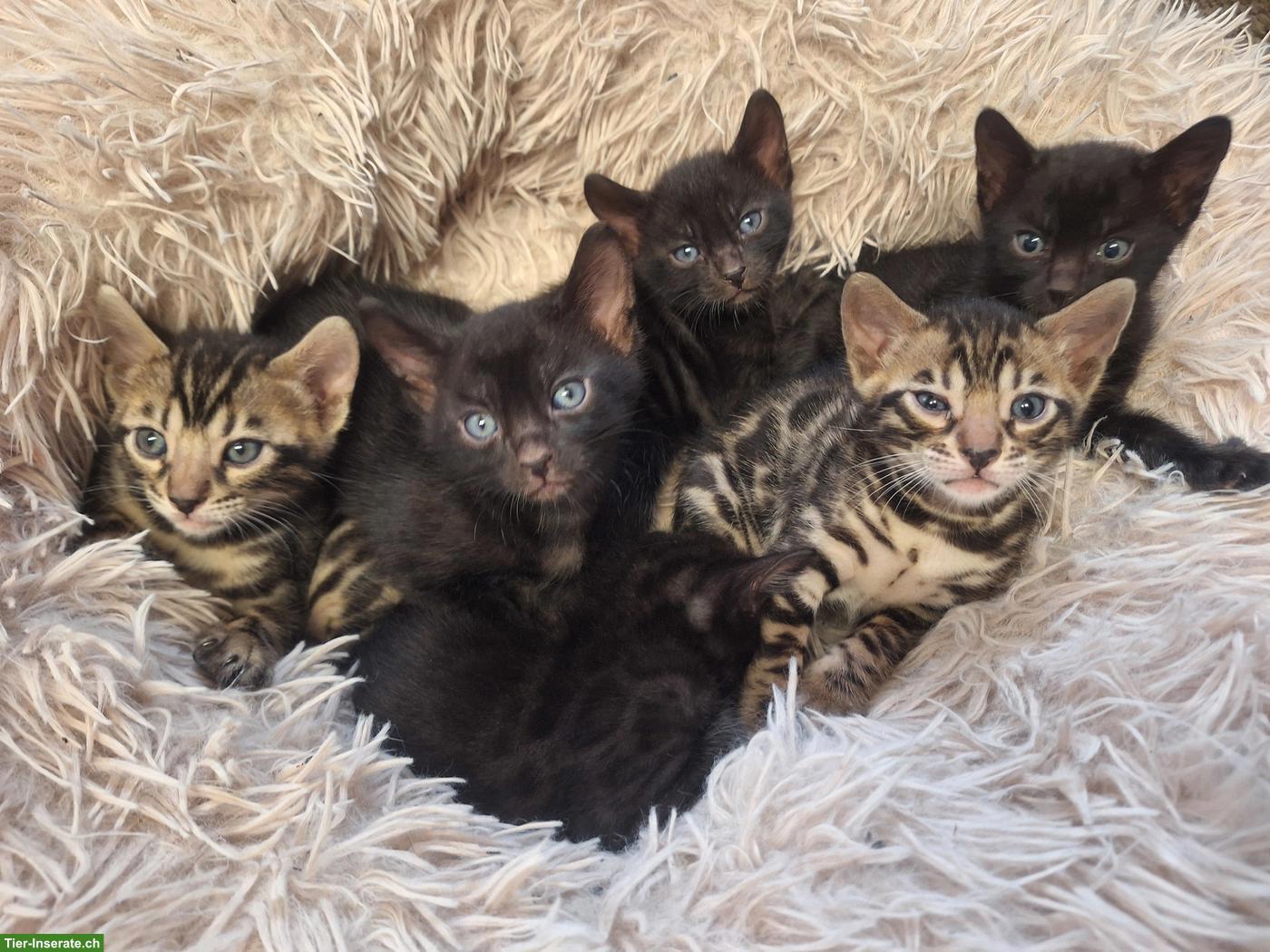Bild 10: Atemberaubende Bengal Kitten brown & melanistic aus seriöser Zucht
