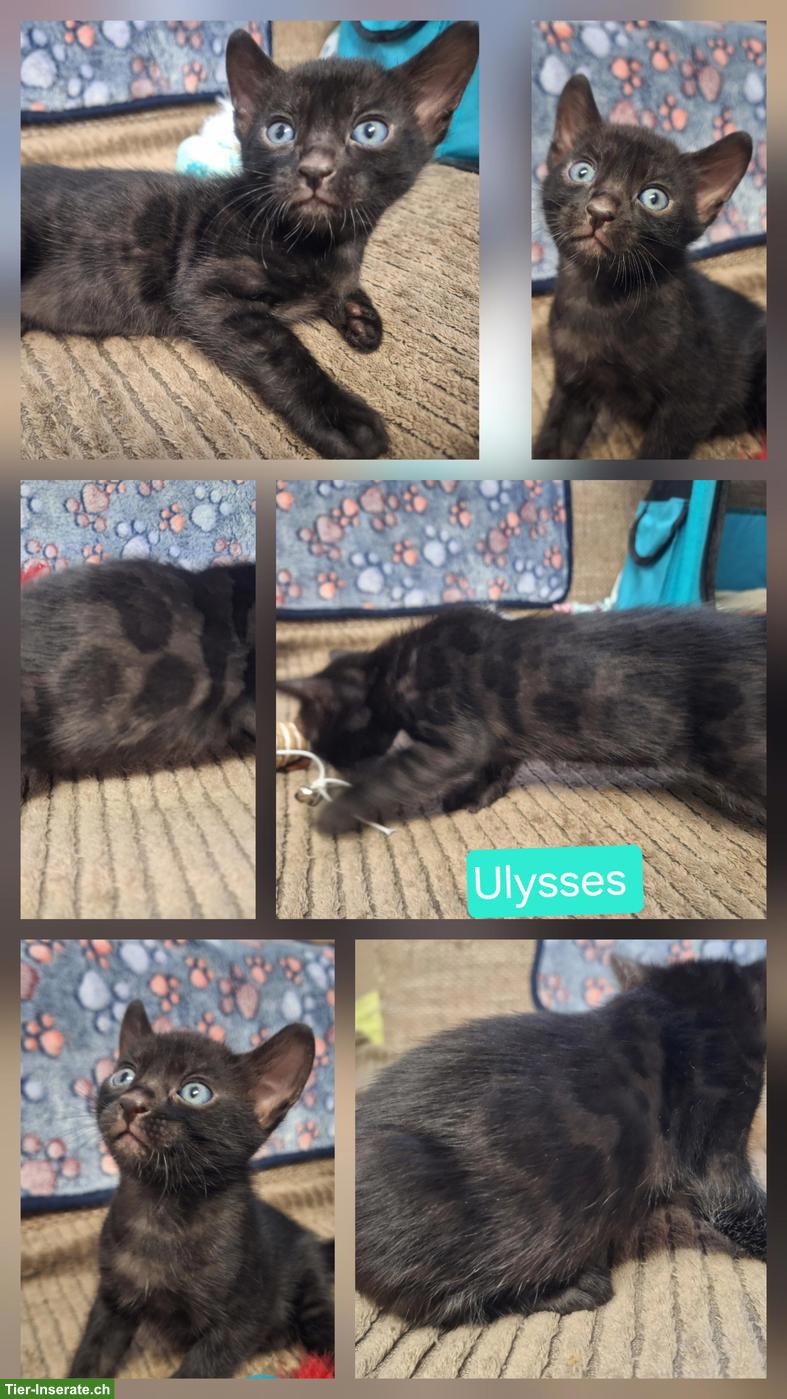 Bild 3: Atemberaubende Bengal Kitten brown & melanistic aus seriöser Zucht