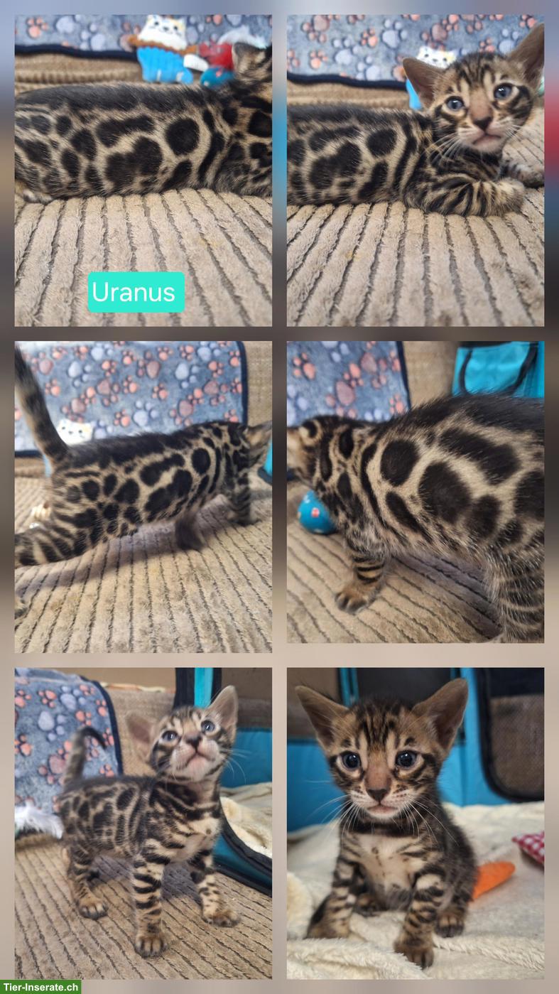 Bild 4: Atemberaubende Bengal Kitten brown & melanistic aus seriöser Zucht
