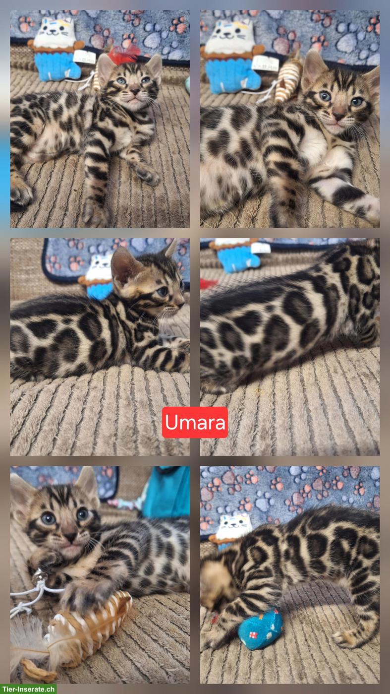 Bild 5: Atemberaubende Bengal Kitten brown & melanistic aus seriöser Zucht