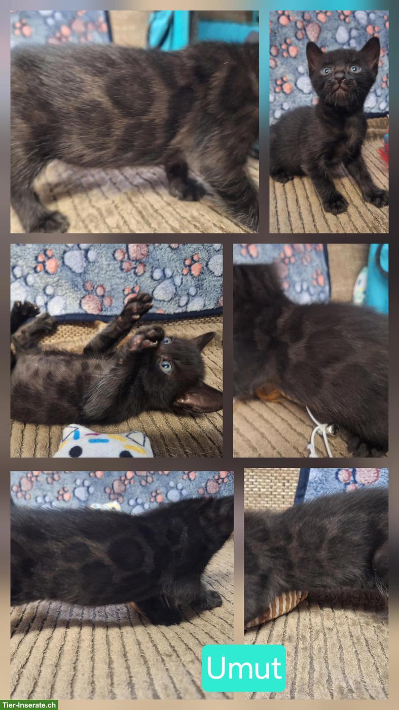 Bild 6: Atemberaubende Bengal Kitten brown & melanistic aus seriöser Zucht