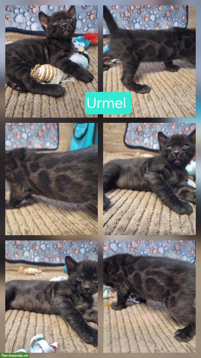 Bild 7: Atemberaubende Bengal Kitten brown & melanistic aus seriöser Zucht