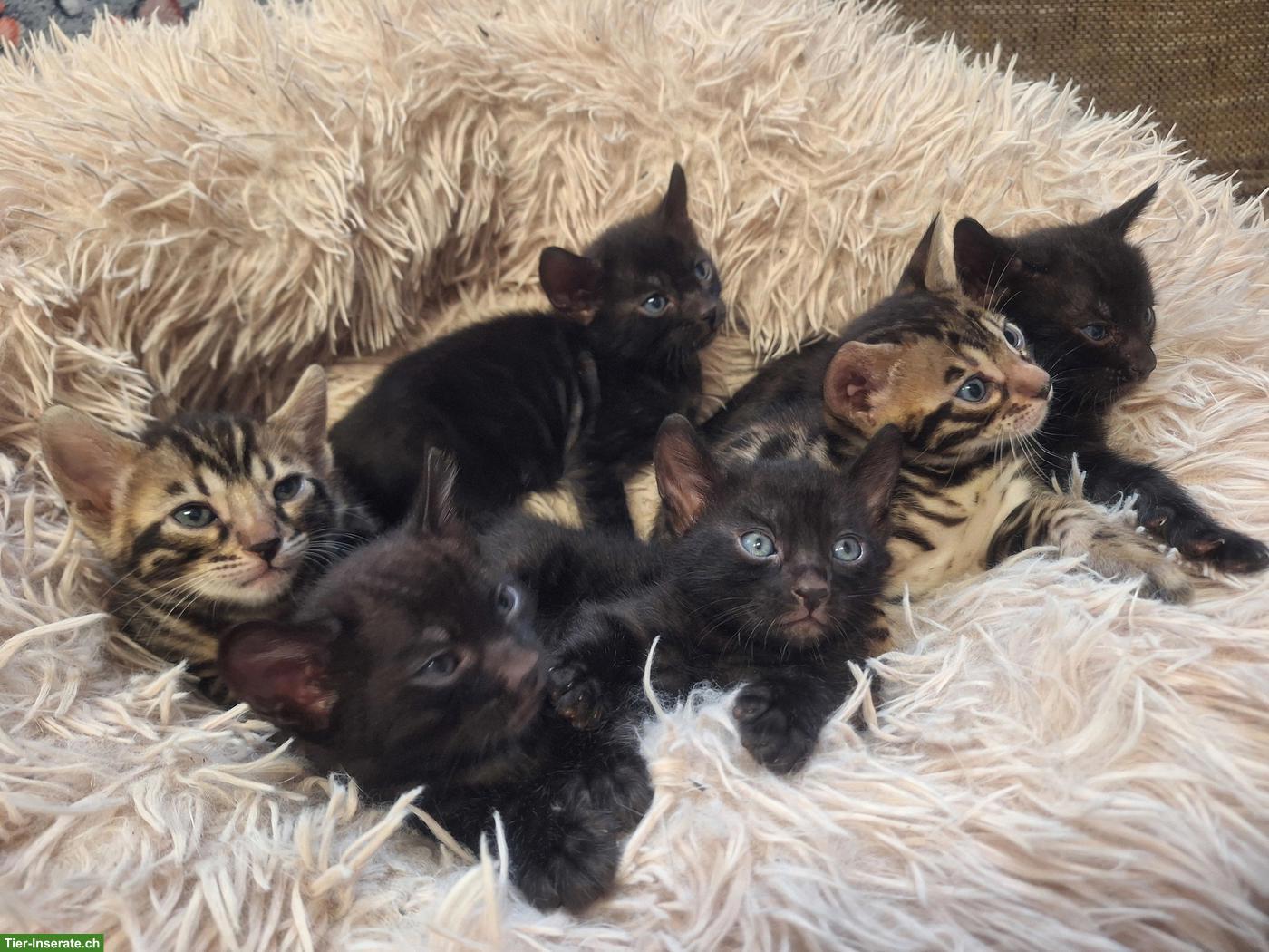 Bild 8: Atemberaubende Bengal Kitten brown & melanistic aus seriöser Zucht