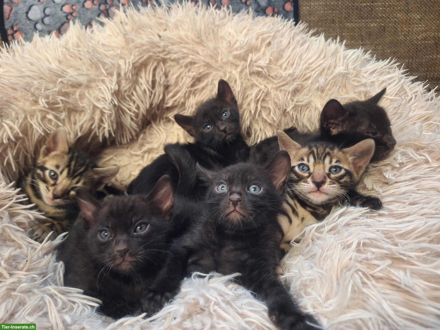 Bild 9: Atemberaubende Bengal Kitten brown & melanistic aus seriöser Zucht