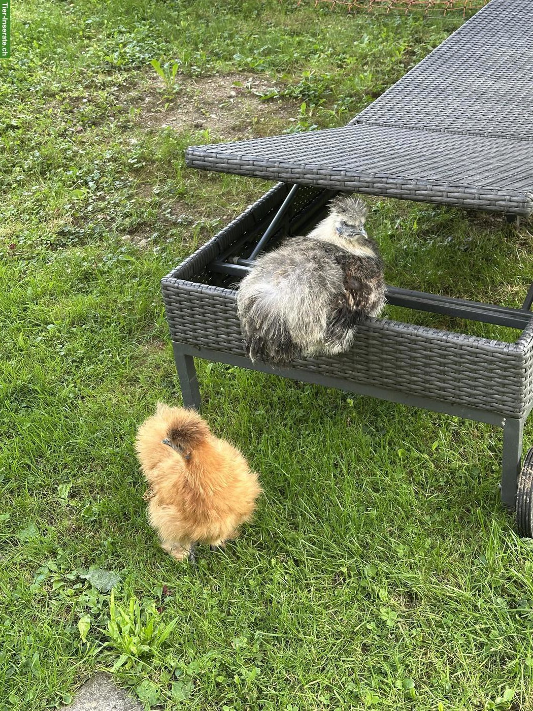 Bild 2: Menschenbezogener Seidenhahn abzugeben