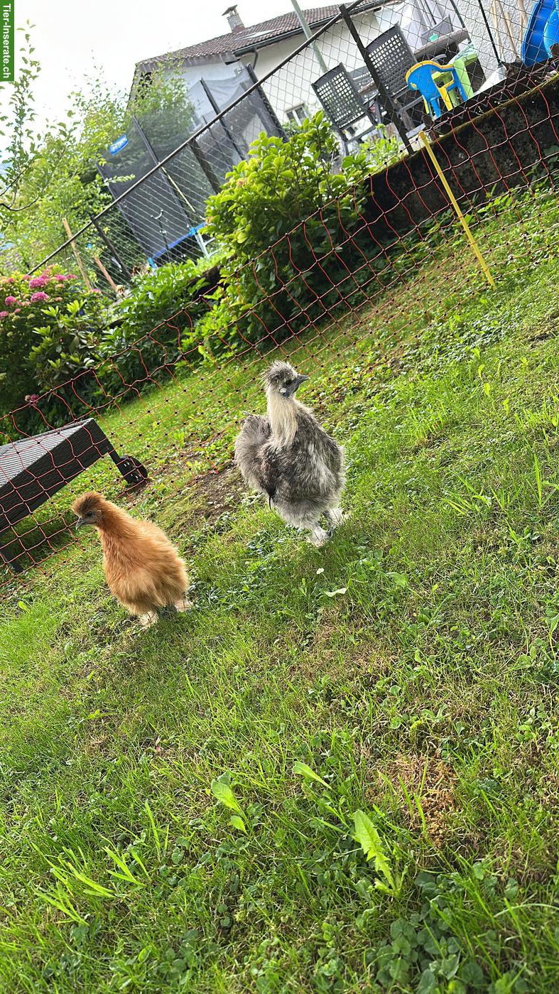 Bild 3: Menschenbezogener Seidenhahn abzugeben