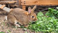 Zwergkaninchen Pepino sucht sein Für-immer-Zuhause
