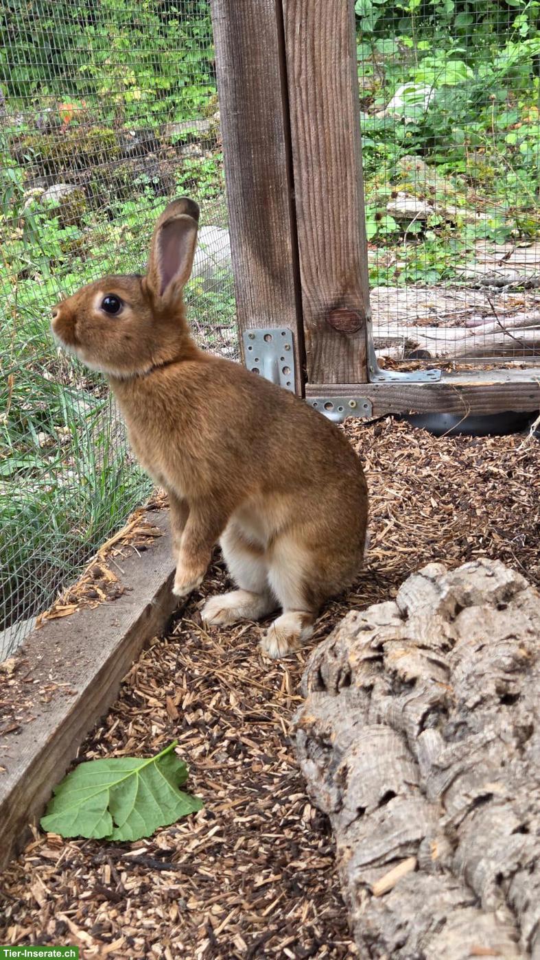 Bild 2: Zwergkaninchen Pepino sucht sein Für-immer-Zuhause