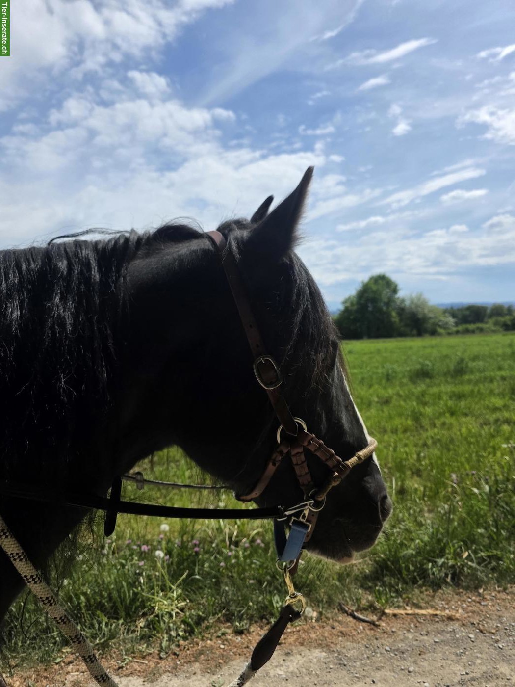 Reitbeteiligung auf Tinker x Appaloosa Stute, Nähe Baden AG