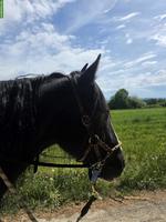 Reitbeteiligung auf Tinker x Appaloosa Stute, Nähe Baden AG