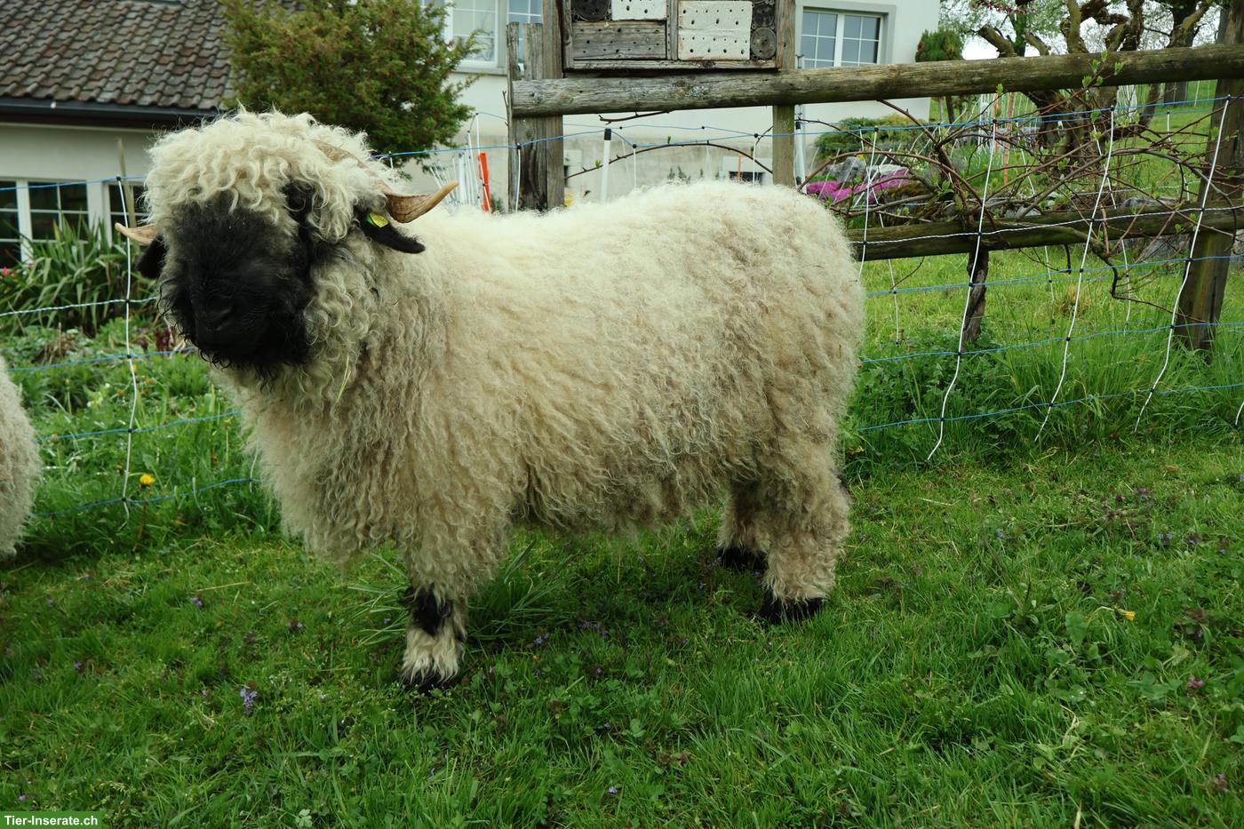 Walliser Schwarznasenschaf Aue mit Lamm zu verkaufen