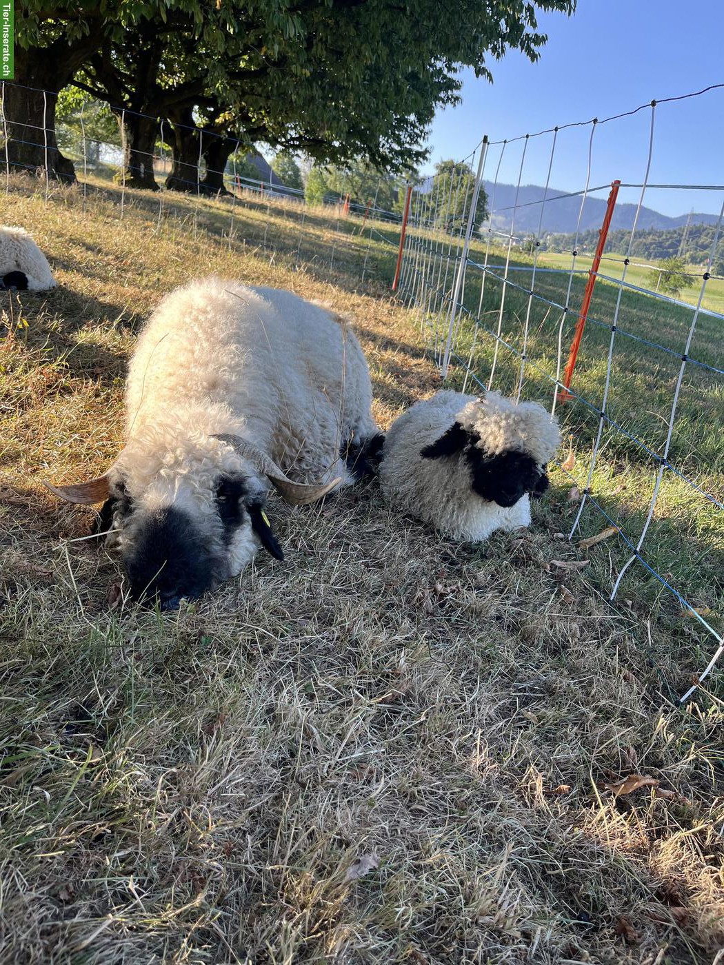Bild 2: Walliser Schwarznasenschaf Aue mit Lamm zu verkaufen