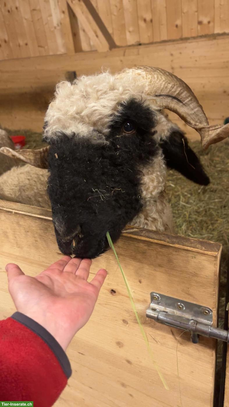 Walliser Schwarznasenschaf Aue zu verkaufen
