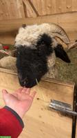 Walliser Schwarznasenschaf Aue zu verkaufen