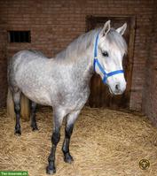 Ungarisches Sportpony, Wallach