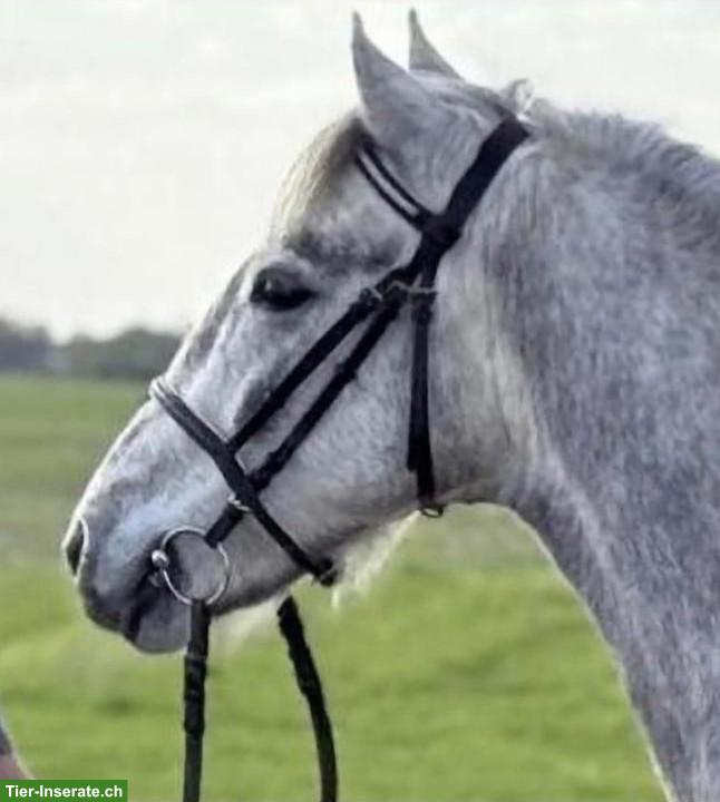 Bild 2: Ungarisches Sportpony, Wallach