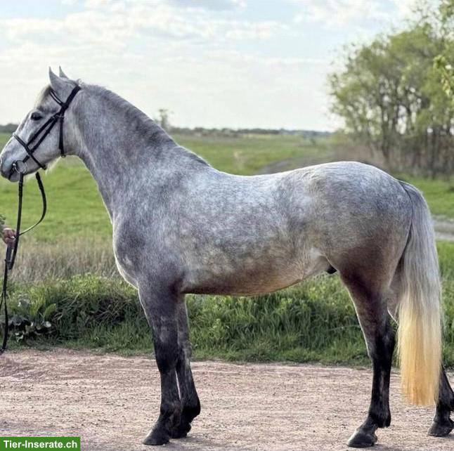 Bild 3: Ungarisches Sportpony, Wallach