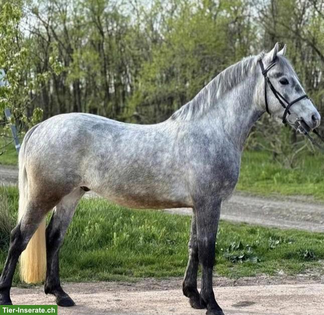 Bild 4: Ungarisches Sportpony, Wallach