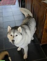 Sibirischer Husky Bac Bac
