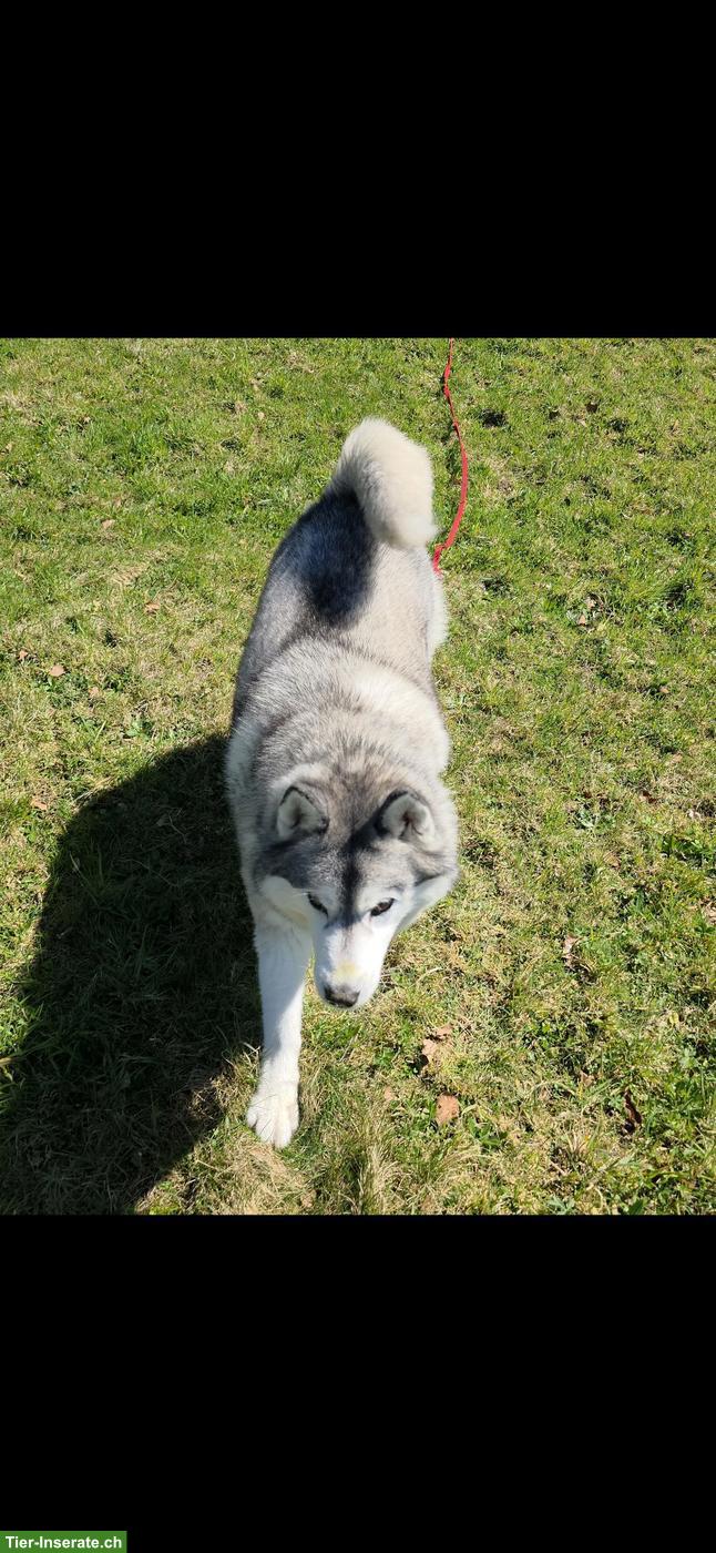 Bild 2: Sibirischer Husky Bac Bac