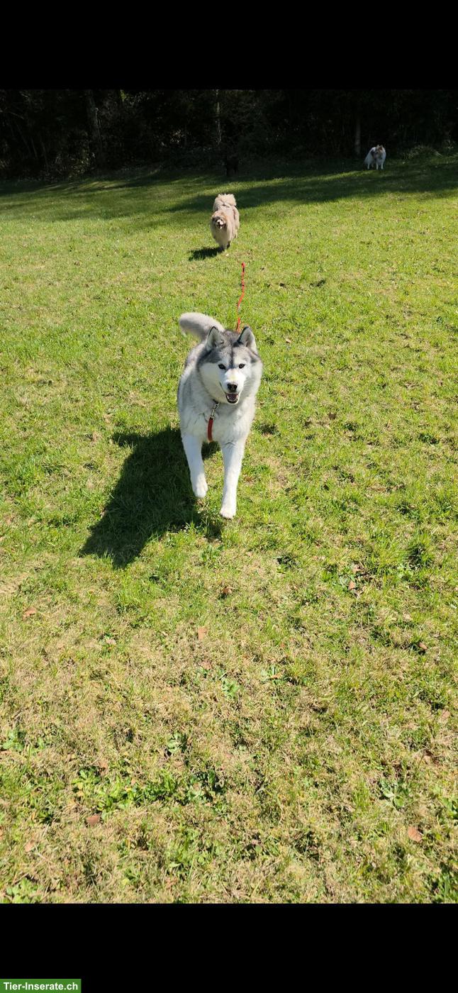 Bild 3: Sibirischer Husky Bac Bac
