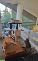 Katzenbetreuung Aargau mit Foto-Updates