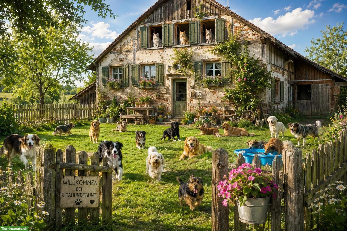 Hundepension sucht Haus/Hof zur Miete, Region Solothurn