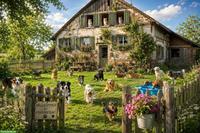Hundepension sucht Haus/Hof zur Miete, Region Solothurn