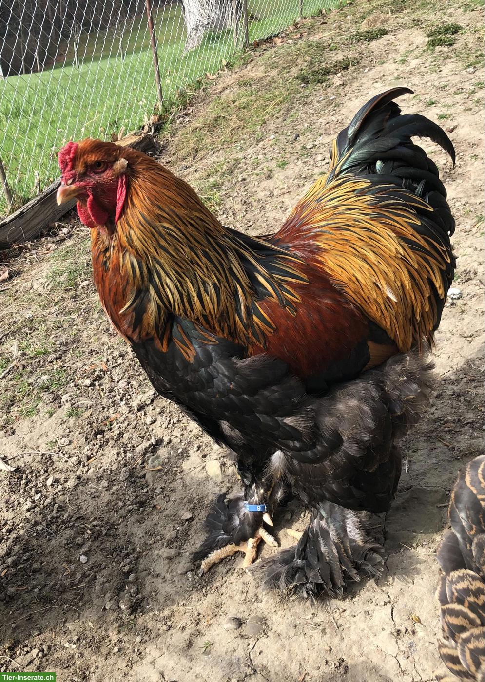 Brahma Hahn, rebhuhnfarbig gebändert
