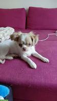 Chihuahua Welpen, Mädels suchen ihr Für-immer-Zuhause