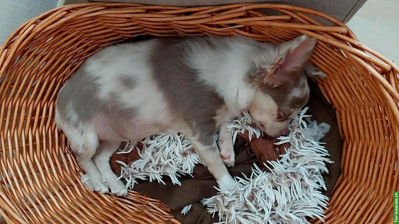 Bild 2: Chihuahua Welpen, Mädels suchen ihr Für-immer-Zuhause